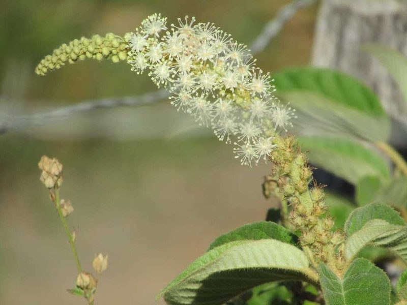 Croton heliotropiifolius, photographed by Breno Figueiredo