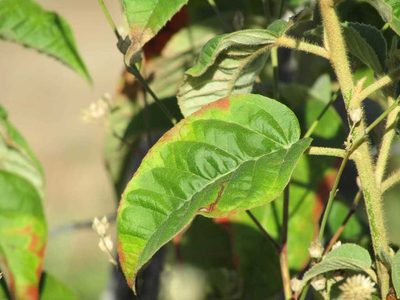 Croton heliotropiifolius, photographed by Breno Figueiredo