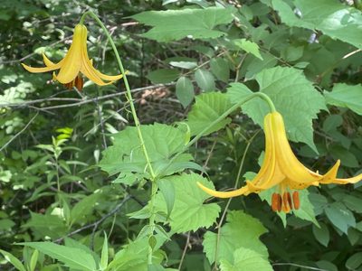 Lilium canadense, photographed by Tom Scavo
