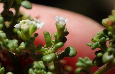 Phyllopodium dolomiticum, photographed by Nicola van Berkel