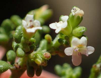 Phyllopodium dolomiticum, photographed by Nicola van Berkel