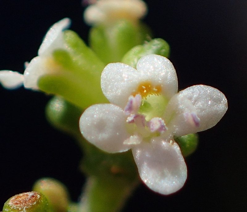 Phyllopodium dolomiticum, photographed by Nicola van Berkel
