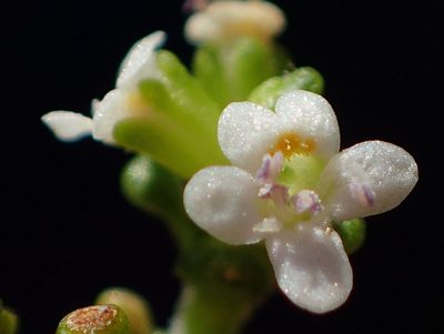 Phyllopodium dolomiticum, photographed by Nicola van Berkel