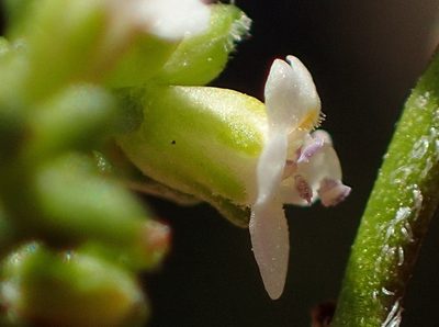 Phyllopodium dolomiticum, photographed by Nicola van Berkel