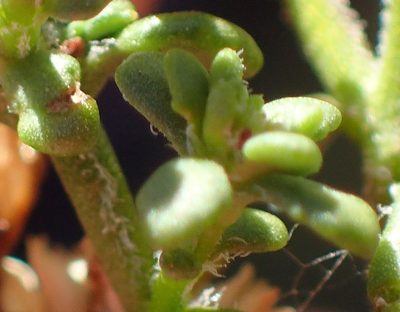 Phyllopodium dolomiticum, photographed by Nicola van Berkel