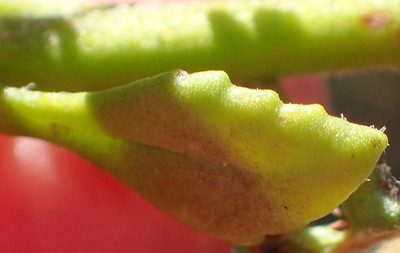 Phyllopodium dolomiticum, photographed by Nicola van Berkel