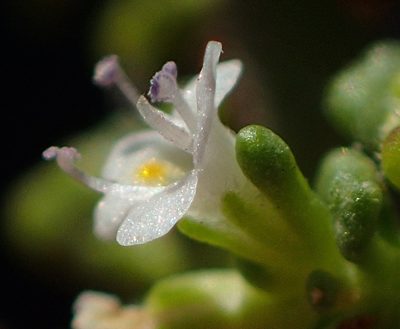 Phyllopodium dolomiticum, photographed by Nicola van Berkel
