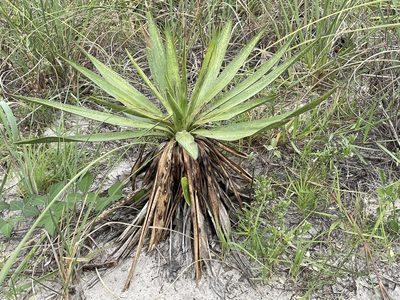 Yucca gloriosa, photographed by Bobby McCabe