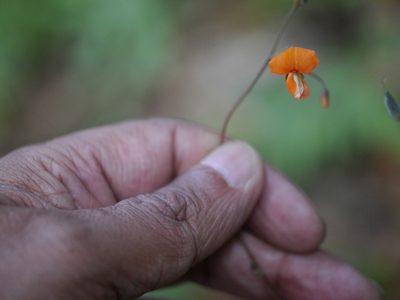 Hylodesmum repandum, photographed by Dinesh Valke
