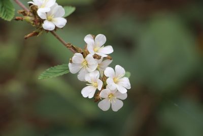 Melochia parvifolia, photographed by Andrés Ramírez-Barrera