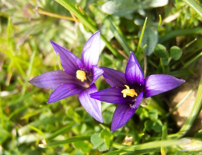 Romulea linaresii, photographed by katunchik