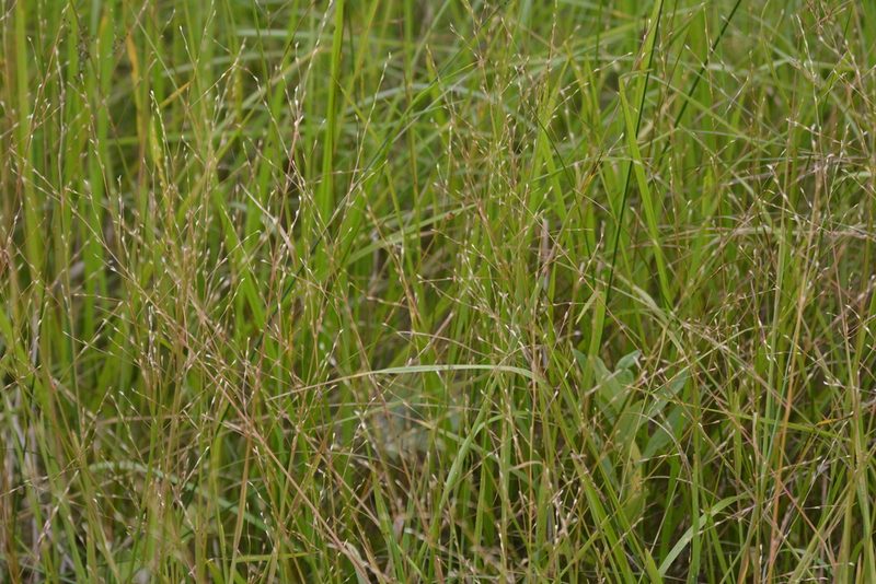 Glyceria notata, photographed by Ульяна Лалак