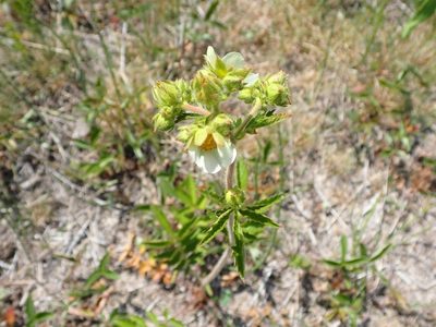 Drymocallis arguta, photographed by Mary Krieger