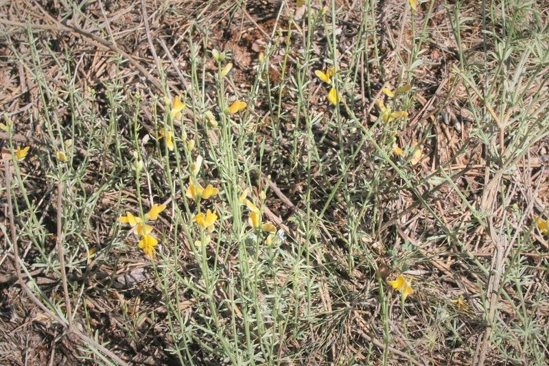 Genista aucheri, photographed by Edmundas Greimas