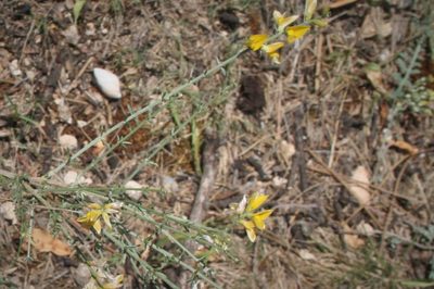 Genista aucheri, photographed by Edmundas Greimas