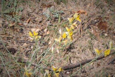Genista aucheri, photographed by Edmundas Greimas