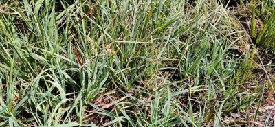 Carex panicea, photographed by Thomas Gyselinck