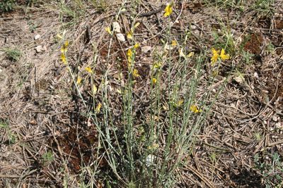 Genista aucheri, photographed by Edmundas Greimas