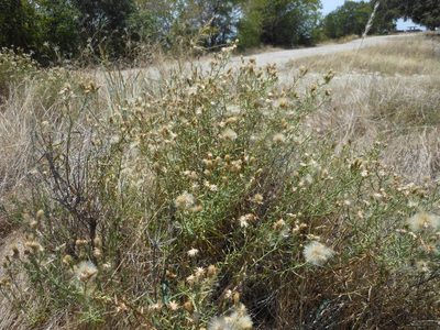 Baccharis texana, photographed by Sam Kieschnick