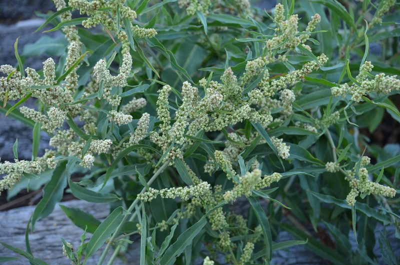 Rumex transitorius, photographed by Liam Steele