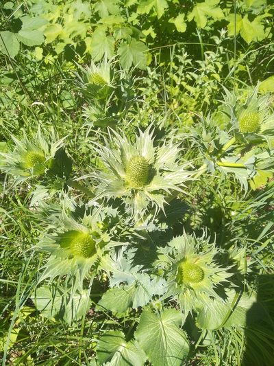 Eryngium giganteum, photographed by radek_sokol