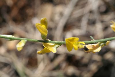 Genista aucheri, photographed by Edmundas Greimas