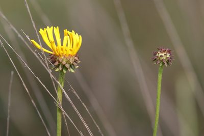 Balduina uniflora