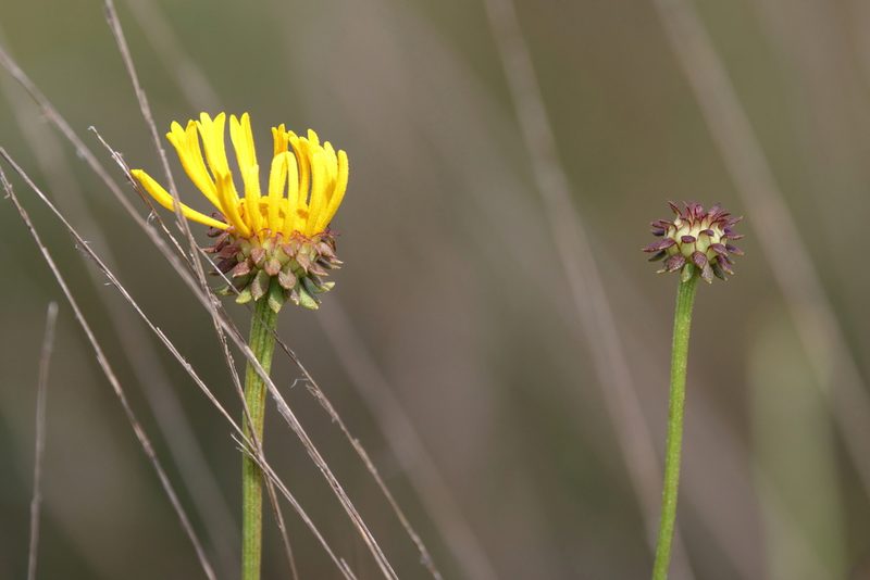 Balduina uniflora, photographed by Lauren McLaurin