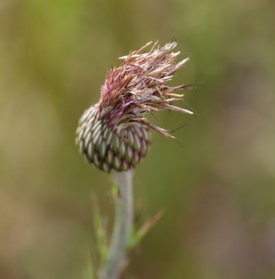 Cirsium lecontei, photographed by Lauren McLaurin