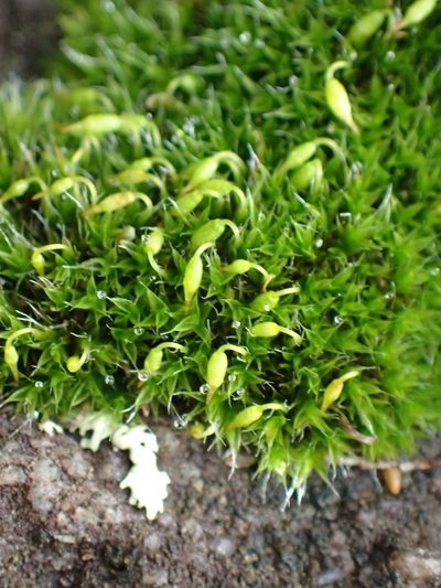 Grimmia orbicularis, photographed by Nicola van Berkel