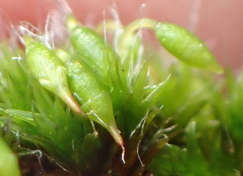 Grimmia orbicularis, photographed by Nicola van Berkel