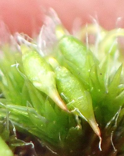 Grimmia orbicularis, photographed by Nicola van Berkel