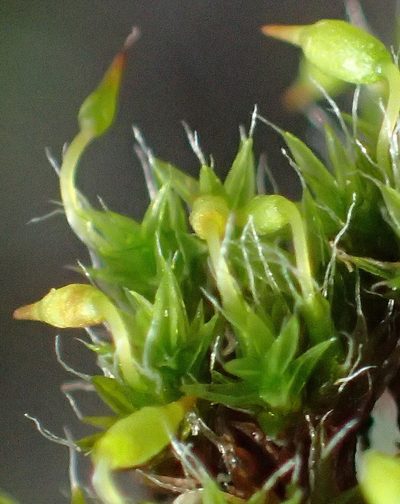 Grimmia orbicularis, photographed by Nicola van Berkel