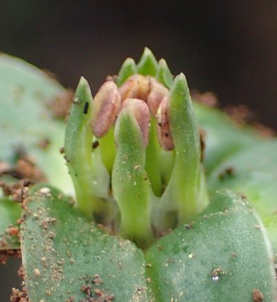 Colchicum cuspidatum, photographed by Nicola van Berkel
