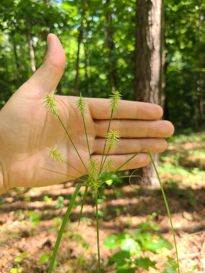 Cyperus retrofractus, photographed by Jeff Wilson