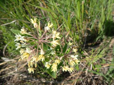 Asclepias ovalifolia, photographed by Mary Krieger