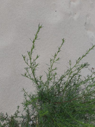 Artemisia arenaria, photographed by Виктория Билоус