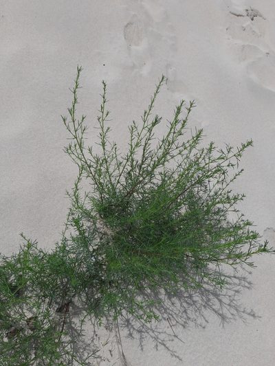 Artemisia arenaria, photographed by Виктория Билоус