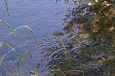 Elymus caninus, photographed by nicoweg