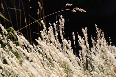 Melica ciliata, photographed by nicoweg