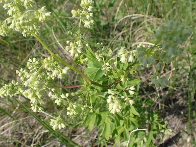 Thalictrum dasycarpum, photographed by Mary Krieger
