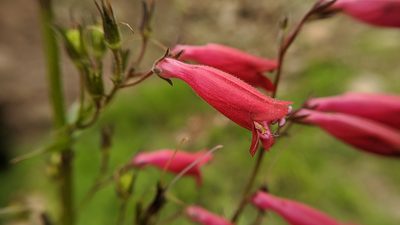 Penstemon roseus, photographed by IA braham