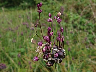 Allium scorodoprasum, photographed by Camilla Lund Kristensen