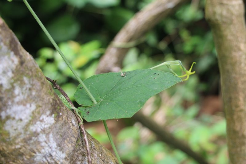 Cyclanthera carthagenensis, photographed by Andrés Ramírez-Barrera