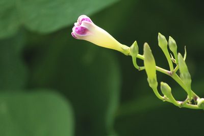 Ipomoea parasitica, photographed by Haneesh K M