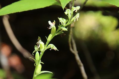 Platanthera obtusata, photographed by er-birds