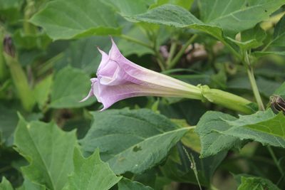 Datura metel, photographed by Haneesh K M