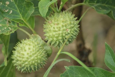 Datura metel, photographed by Haneesh K M