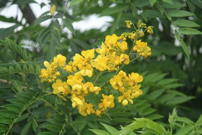 Senna spectabilis, photographed by Haneesh K M
