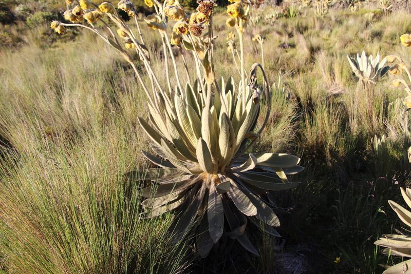 Espeletia lopezii, photographed by Andrés Ramírez-Barrera